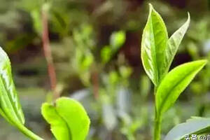 普洱茶树最喜欢什么样的土壤？（普洱茶树长什么样）