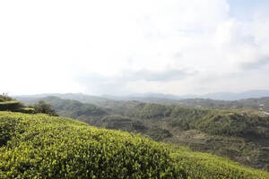 蛟龙村：诞生标杆茶的名村落
