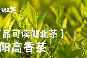 「湖北茶礼」襄阳高香茶——湖北高香型历史名茶