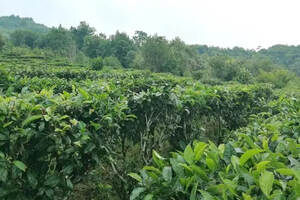 茗企腾飞丨科技助力茶业，科学改变农业