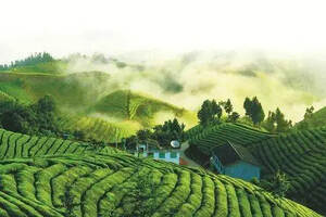 每斤多卖一块钱的实践，利川金利茶业带动当地茶农脱贫致富