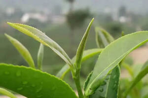 疫情对茶叶行业的影响不容乐观，做好这些，茶农依然可以减小损失
