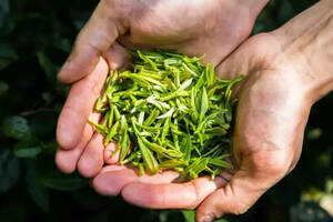 茶叶农药残留检测仪价格