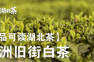 「湖北茶礼」新洲旧街白茶——珍罕茶种，形似凤羽