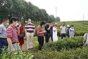 武汉“柏泉绿茶”获省级农产品地理标志