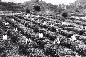 茶历史：抗战期间的六堡茶