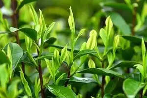 一样是茶树叶，不一样的命运，制红茶还是制绿茶，如何判断？