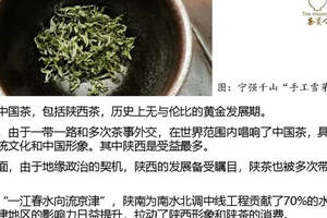 茶眼看陕西：生态是陕茶的核心竞争力中国茶韵