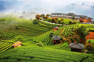 《2021中国茶叶行业发展报告》正式发行