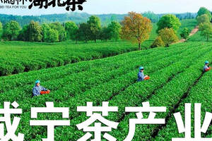 咸宁茶产业出路在何方？前路在“五篇文章”