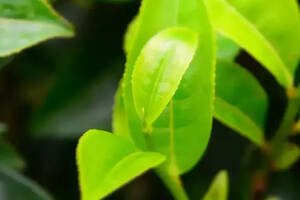 大郭说茶丨42.大叶种茶树与中小叶种茶树的区别