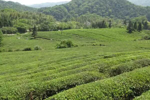 杭州茶文化旅游线路