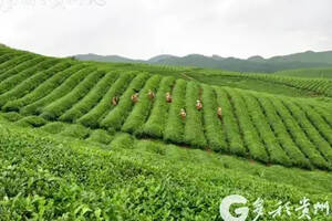 不忘初心 牢记使命 黔南州做大茶产业 做强茶品牌