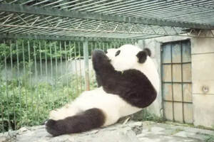 汶川卧龙大熊猫繁殖场：优游自在乐滋滋，正是矫揉造作时