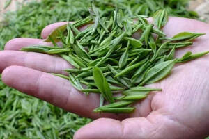 四川省农业科学院：切实抓好精制川茶春茶生产指导的对策建议