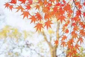山茶树是落叶还是常绿