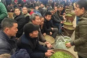 中国最大的绿茶交易市场