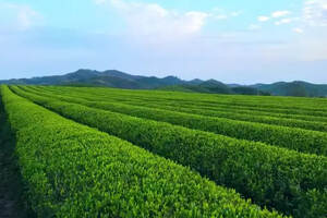 春来访茶香丨记安徽省东至茶树良种繁殖示范场