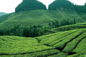 1951-1987 ▎四川从川红工夫红茶到红茶产业的崛起