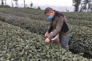雅安市雨城区2020年春茶已开采 向全国采购商发出采购邀请函