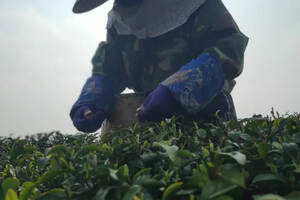绿茶与红茶的区别：进阶茶客看色香味，高阶茶客看身世