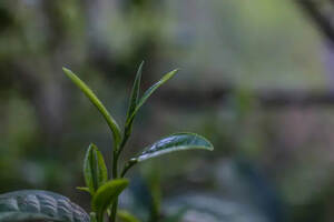古树茶知识：普洱茶叶子的大小和树龄的关系