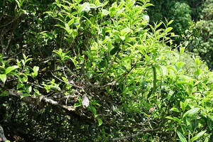 南糯山上的普洱茶香，云雾缭绕适宜古茶树生长