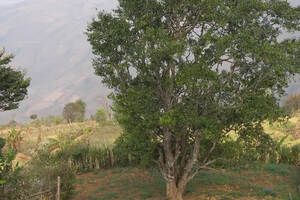 邦崴“过渡型古茶树”为何被称为茶树中的“熊猫”？