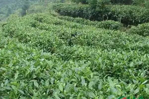 六堡茶产业迎来腾飞 广西扩大茶园种植面积