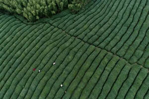 茶+互联网，谱写湖北茶产业现代化之路