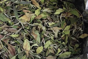 冬日福鼎白茶保存禁忌，几个不经意的小动作，是白茶变质的元凶