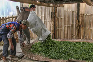 多少鲜叶可制成一公斤普洱干毛茶？