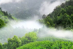 100篇茶叶入门知识普及第9篇：特种绿茶——太平猴魁