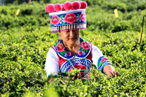 少数民族人民一生与普洱茶的缘分