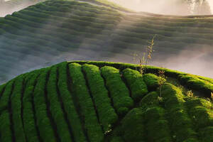 陆羽茶交所咨讯丨农业农村部专家支招，如何加快转变茶业发展方式