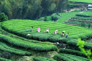 茶贱伤农：购买白茶不能忽略的几个好茶标准