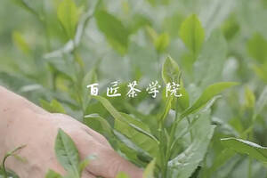 竹间茗香，福鼎白茶的人文文化