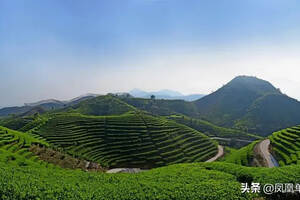 凤凰单丛茶十大香型中的200多个品种