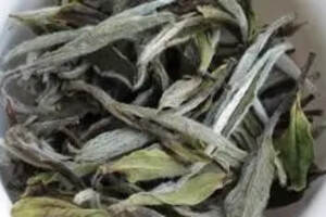 老白茶属于什么茶类？老白茶属于红茶还是绿茶？