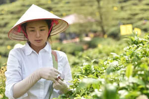 玉林大叶茶的功效与危害