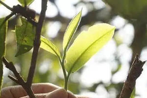 普洱之王老班章茶王树，为何在今年低调起来？