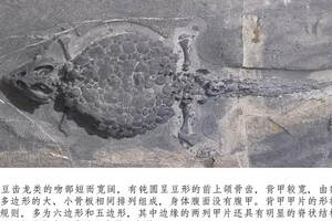 贵州龙化石，新铺中国豆齿龙