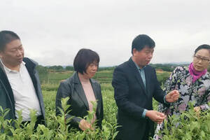 全面突出四个坚持 助力茶业绿色发展