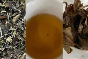 白茶审评报告：云南白茶具有特别的乔木味？