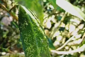 武夷岩茶老枞水仙跟我们普通的水仙的区别是什么？