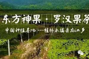 中国最大的罗汉果种植基地广西桂林市永福县龙江乡