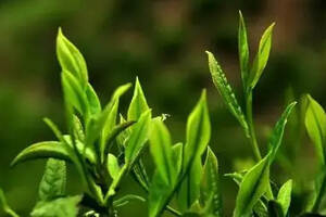 夏饮绿冬饮红，一年四季喝乌龙；六大茶类中香气最独特丰富的茶