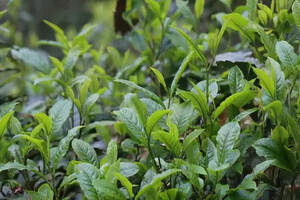 茶叶的保存需要考虑哪些因素