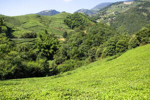 13个问题，了解最全的茶叶发展史，你知道多少？