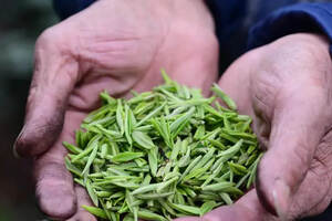 三月已到，又是一年采茶季。关于春茶的一些名称，你都知道哪些？